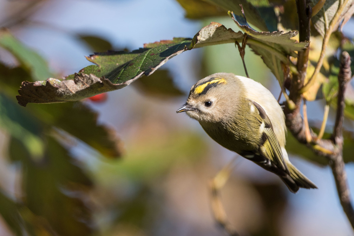 Wintergoldhähnchen