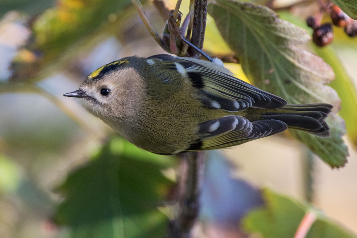 Wintergoldhähnchen