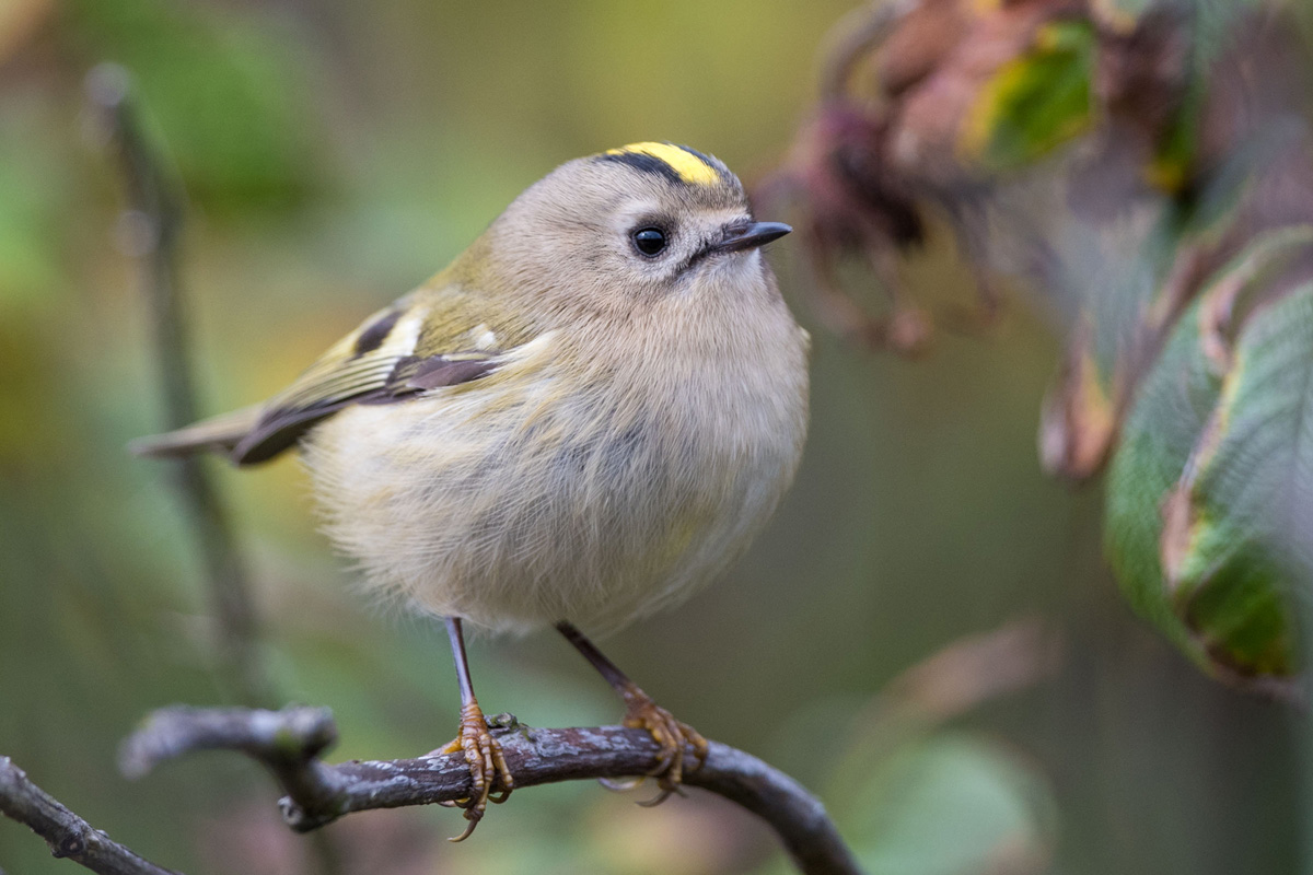 Goldcrest
