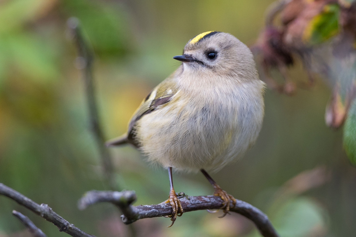 Wintergoldhähnchen