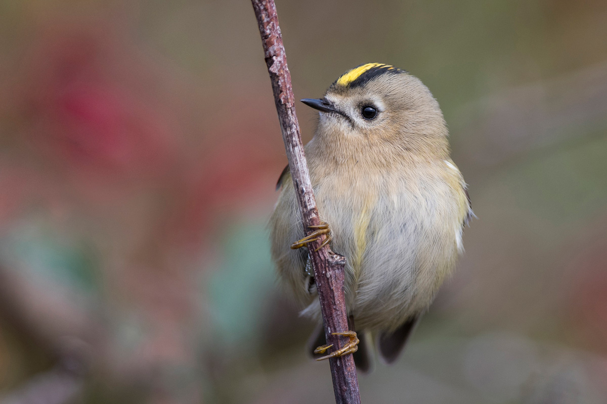 Goldcrest