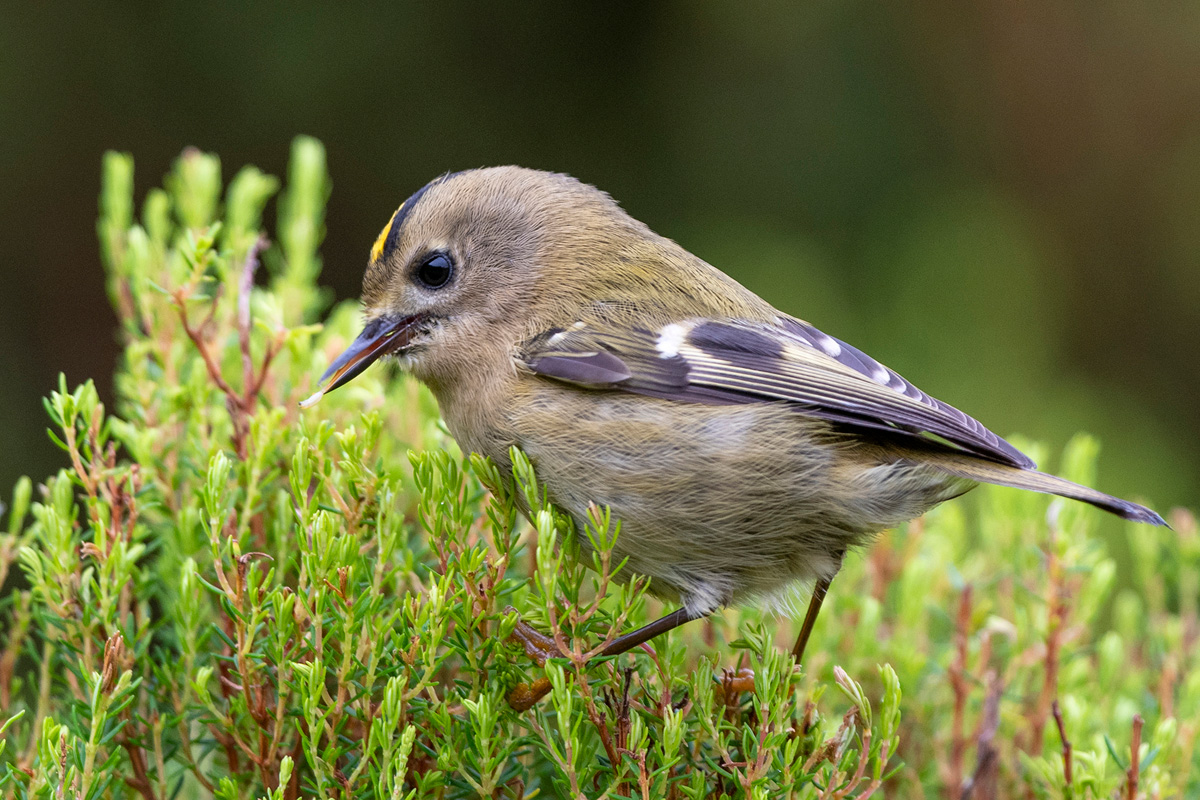 Goldcrest