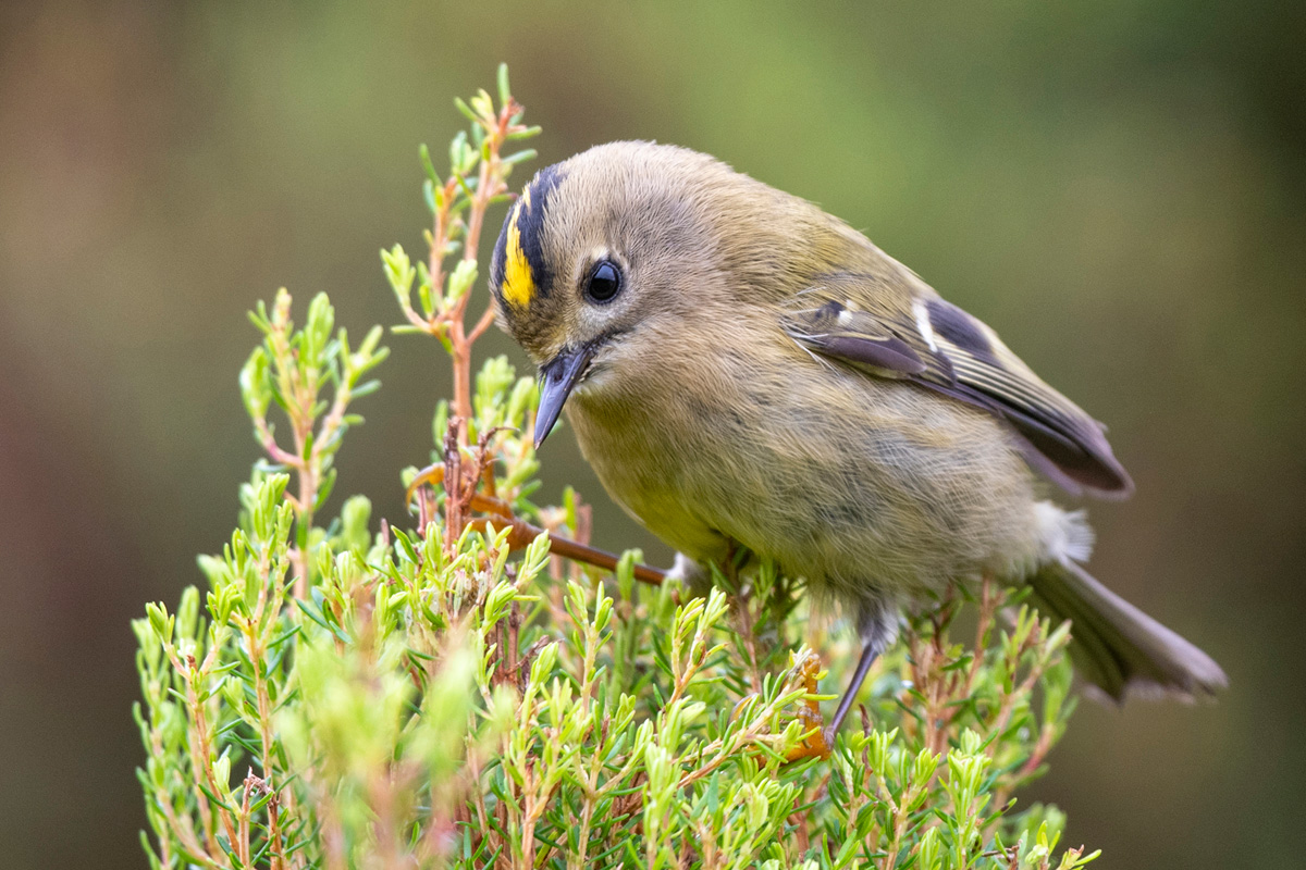 Wintergoldhähnchen