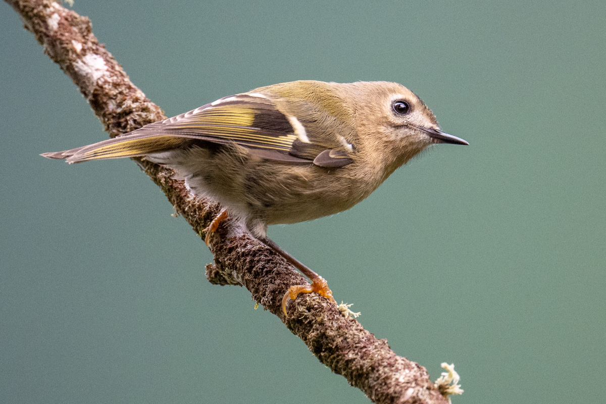 Wintergoldhähnchen