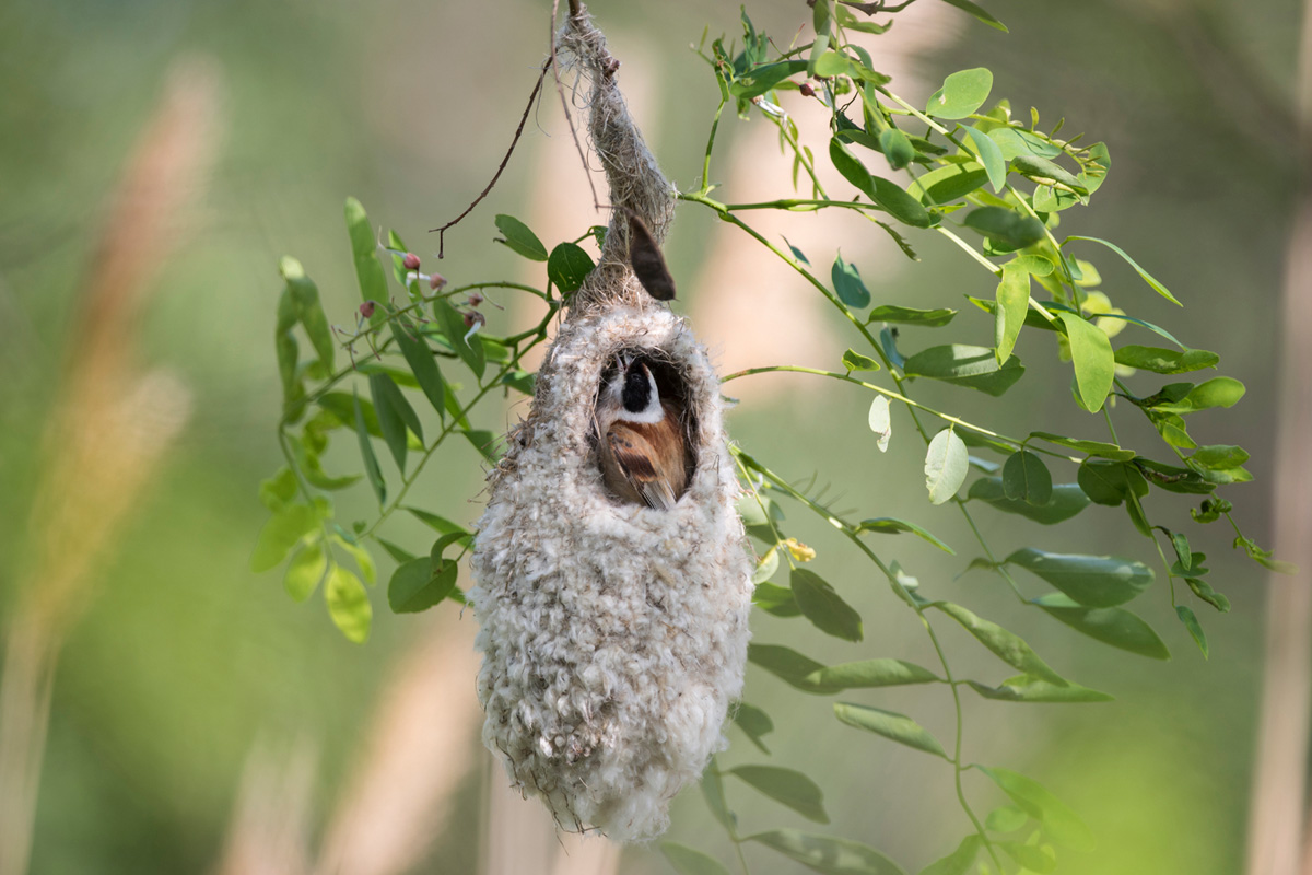 Eurasian Penduline Tit