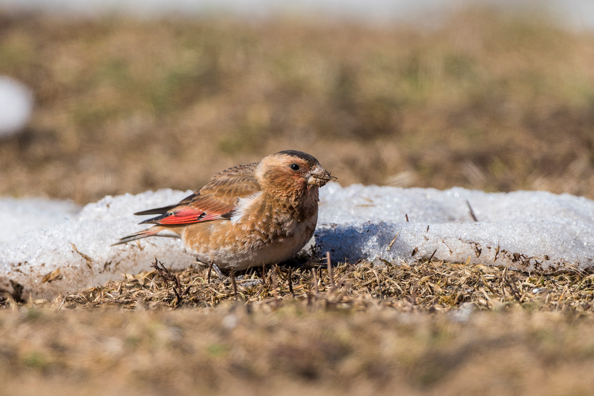 Crimson-winged Finch