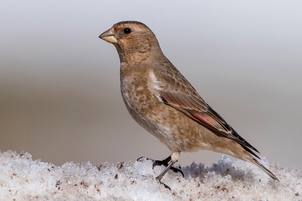 Crimson-winged Finch
