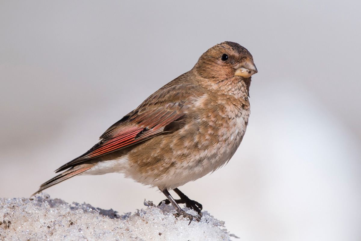 Crimson-winged Finch