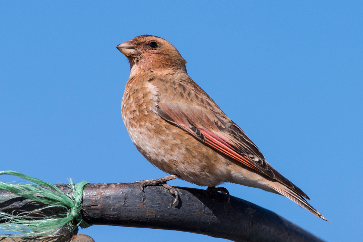Crimson-winged Finch
