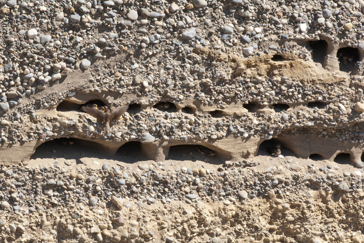 Sand Martin