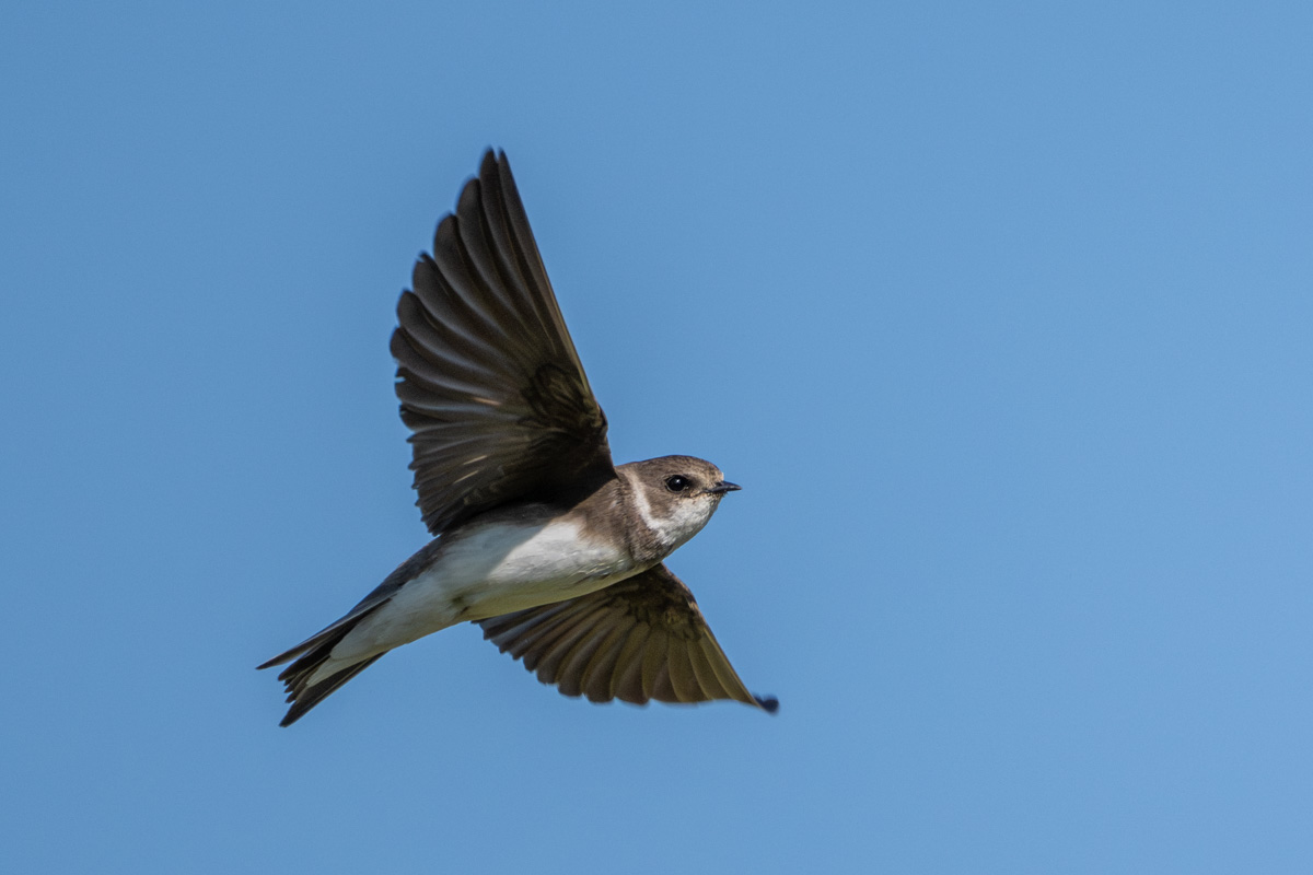 Sand Martin