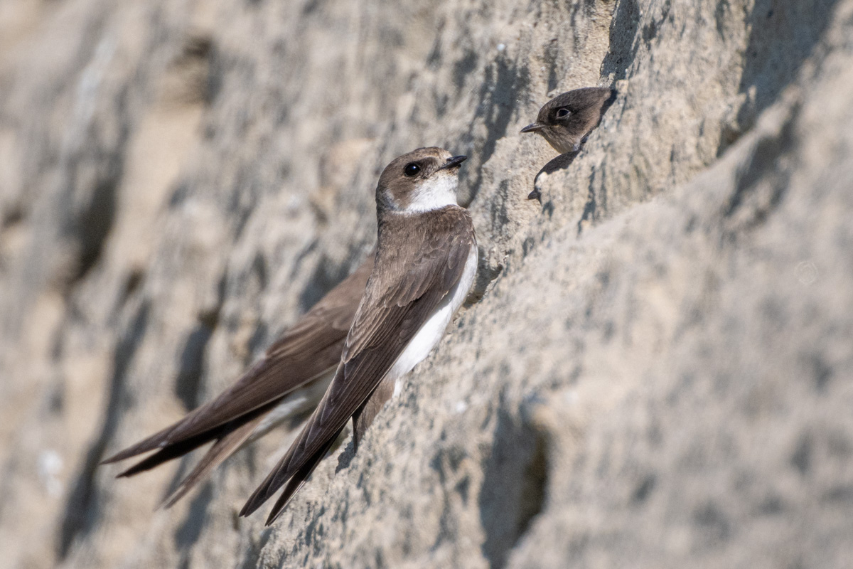 Sand Martin