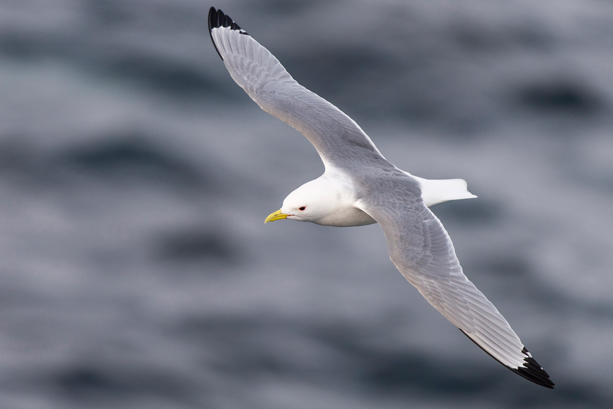 Black-legged Kittiwake