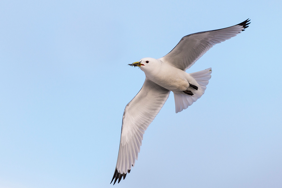 Black-legged Kittiwake