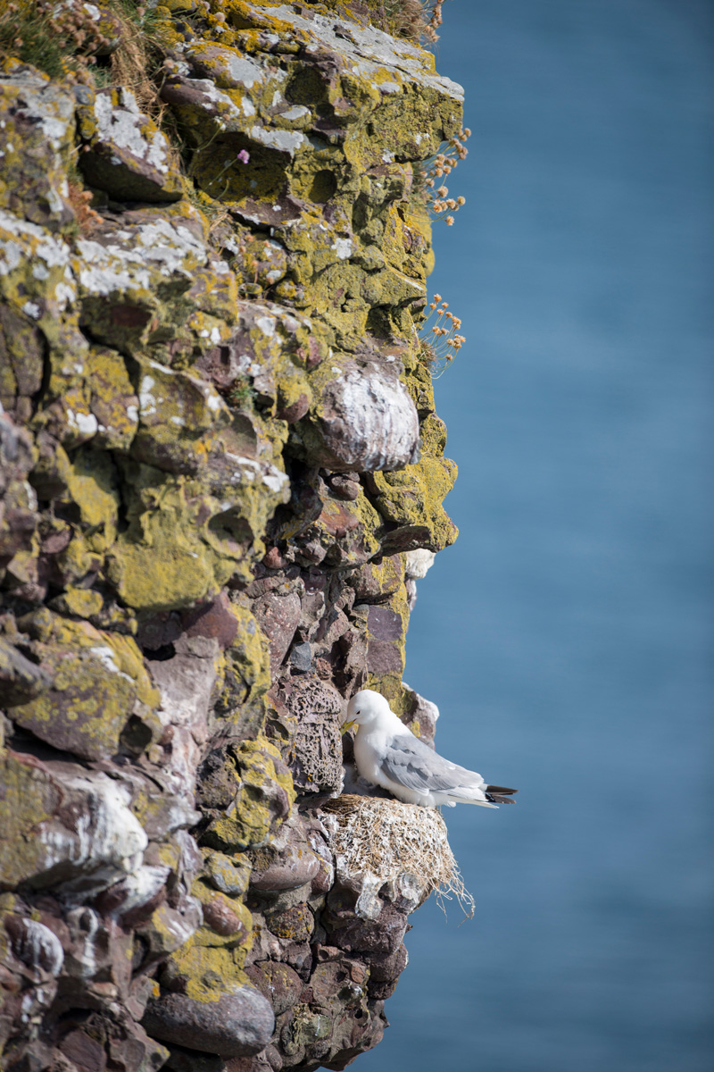 Black-legged Kittiwake