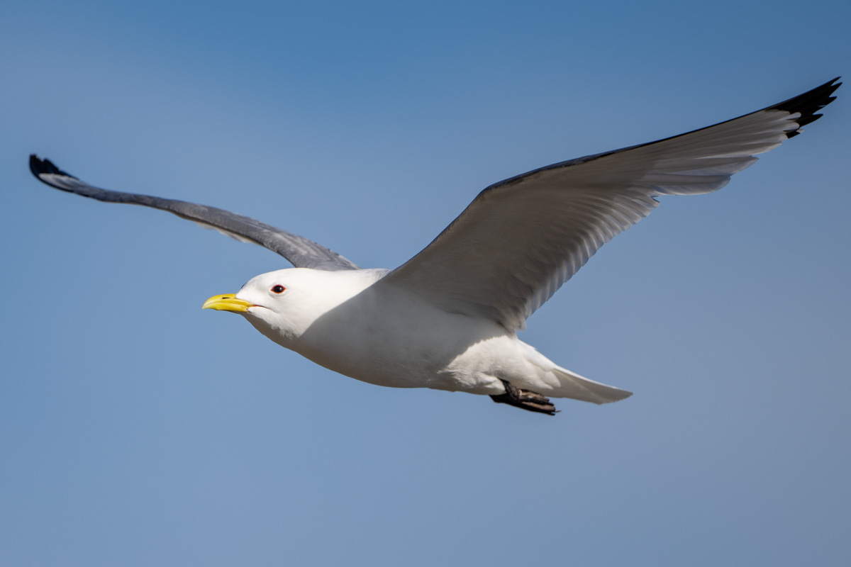 Black-legged Kittiwake