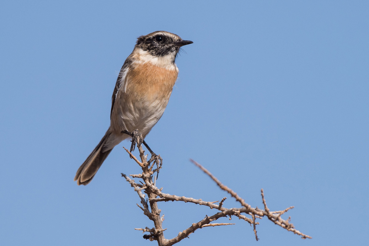 Canary Islands Stonechat
