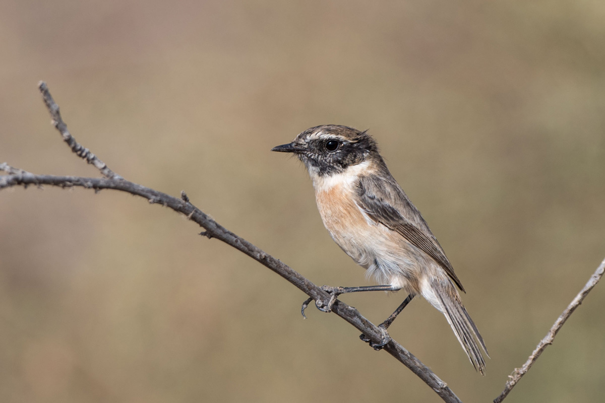Canary Islands Stonechat