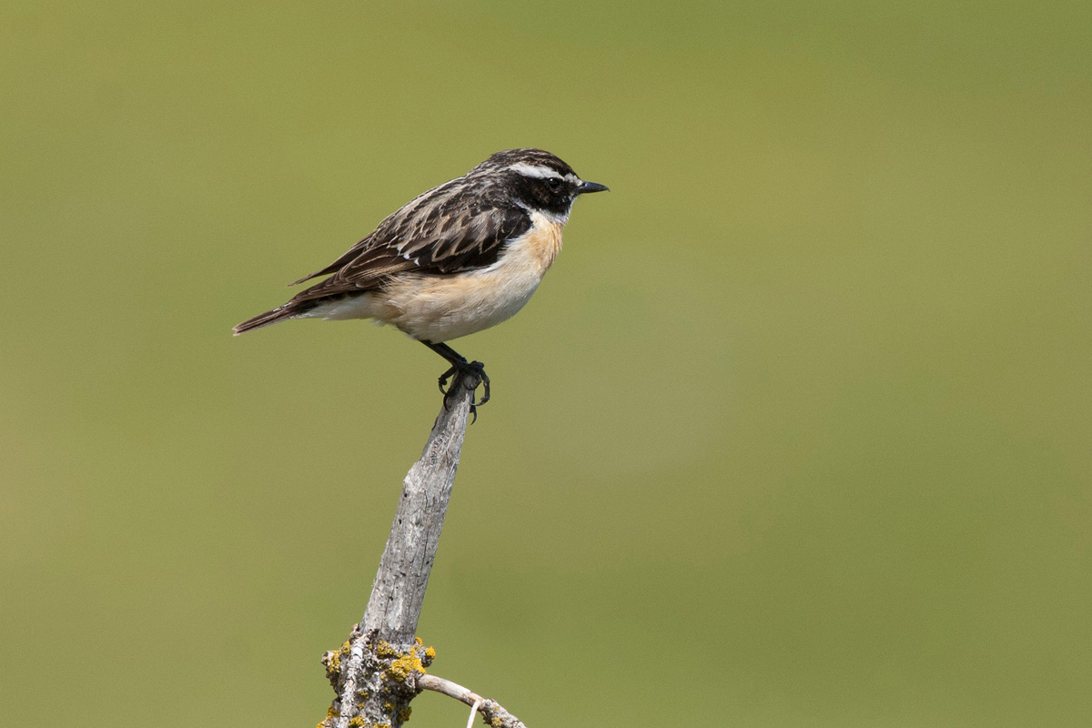 Braunkehlchen