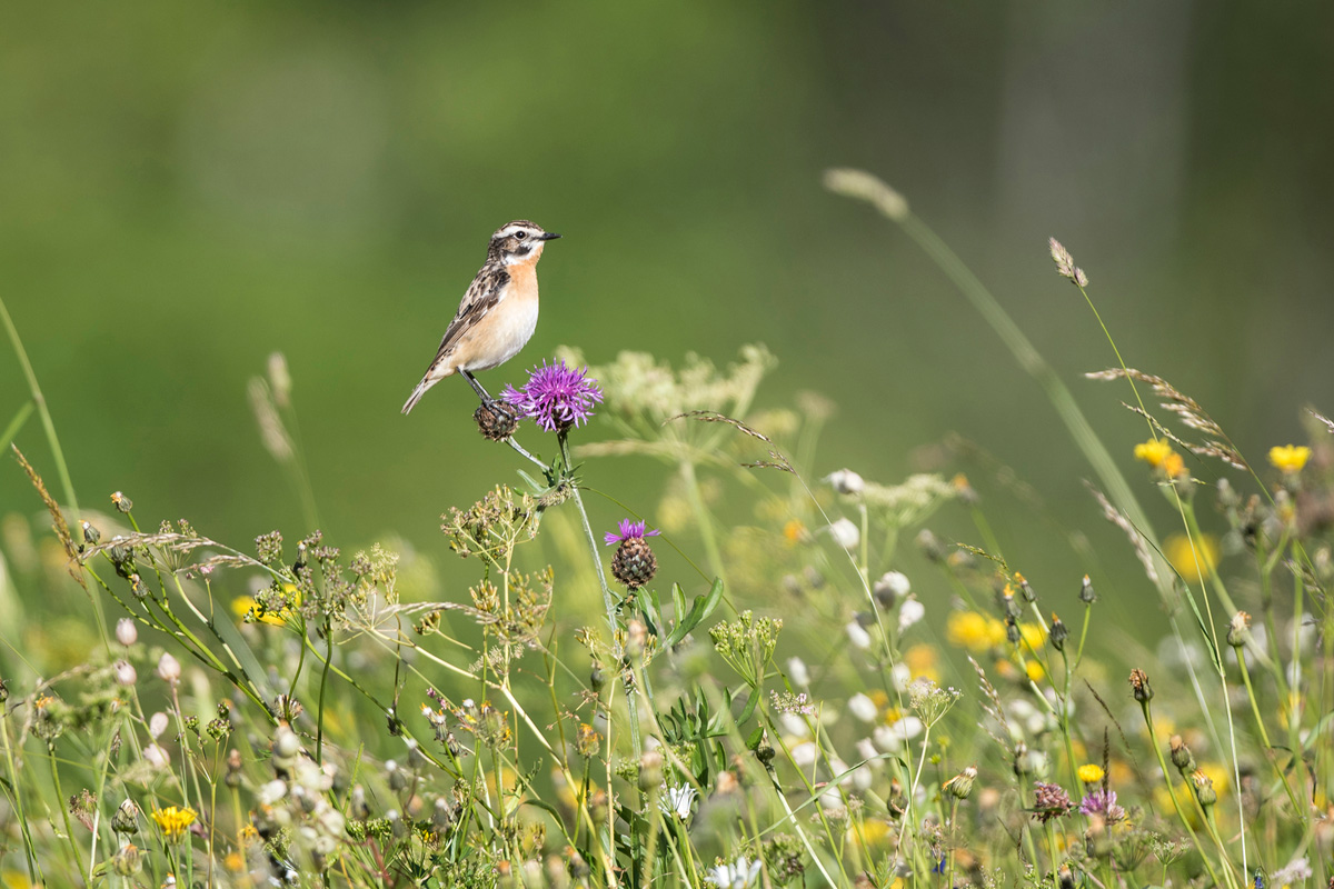 Whinchat