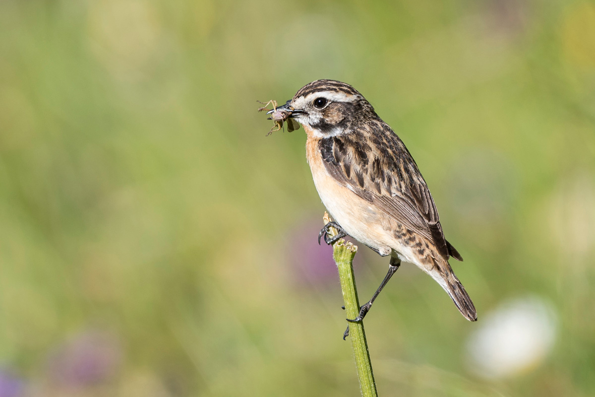 Whinchat