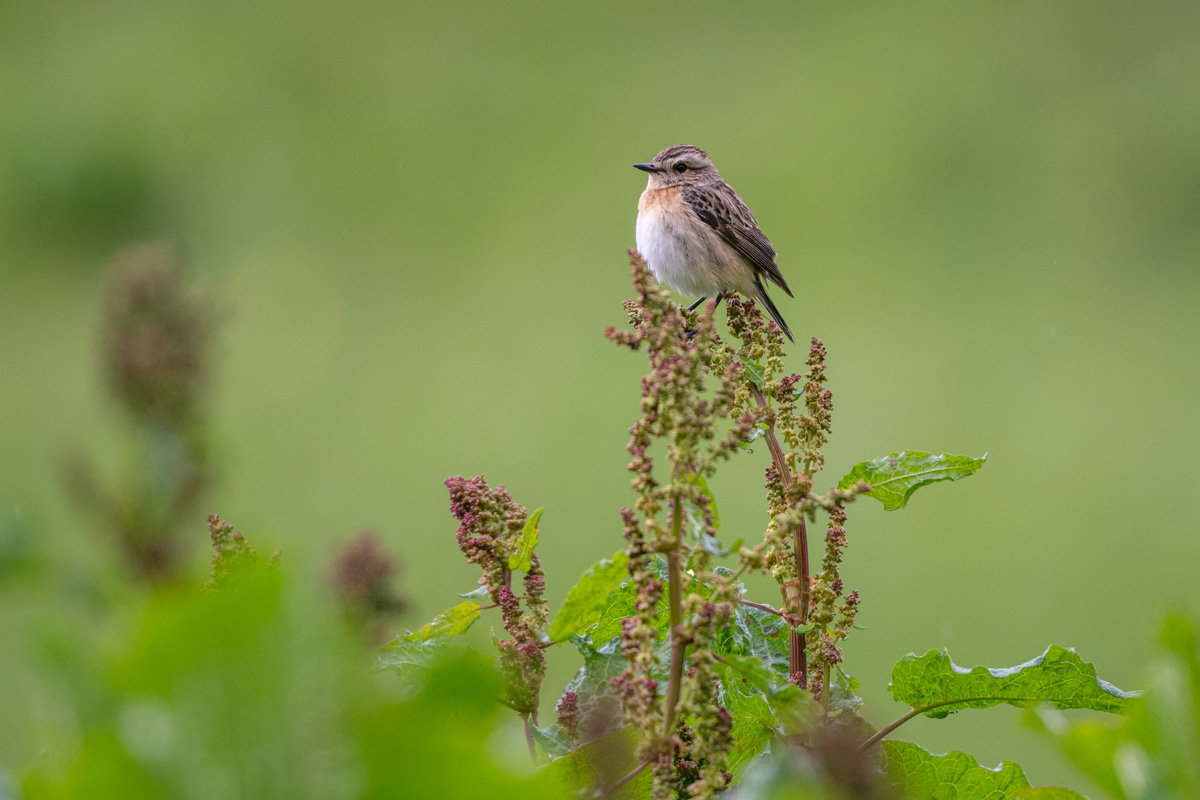 Braunkehlchen