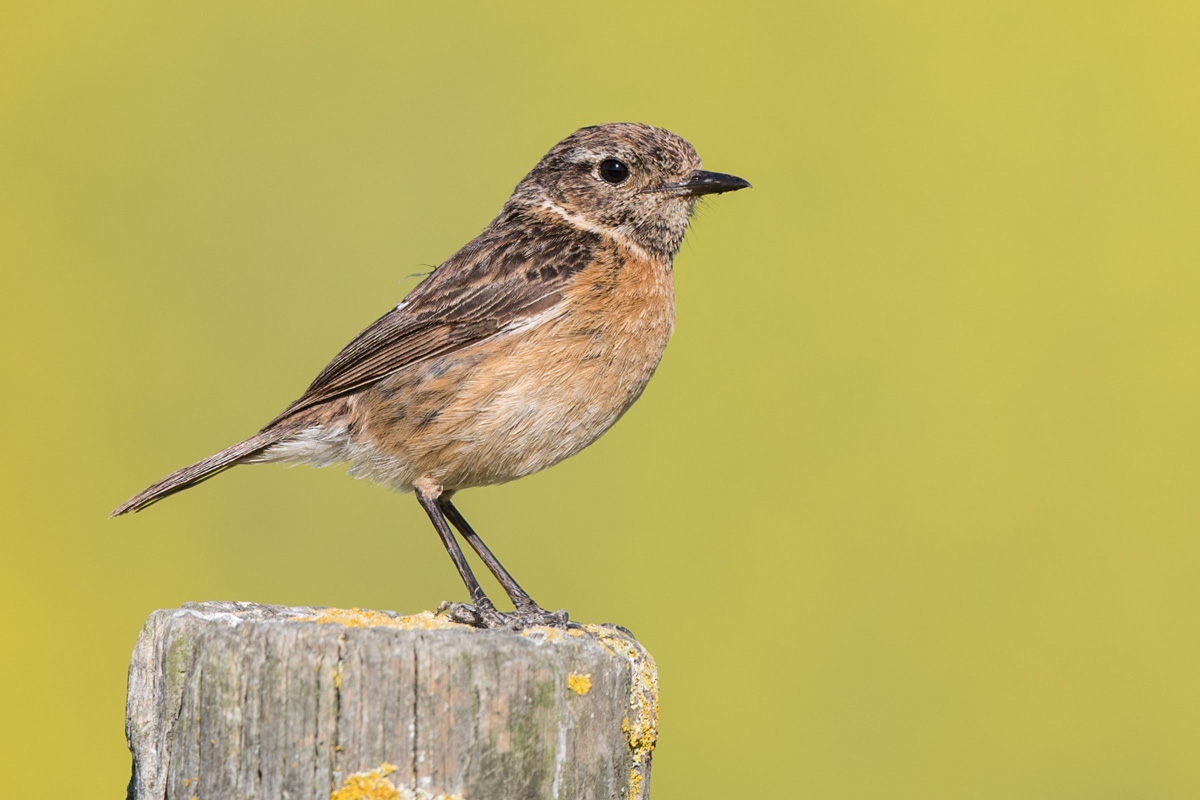 Common Stonechat