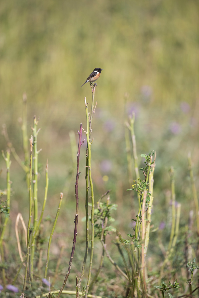 Common Stonechat