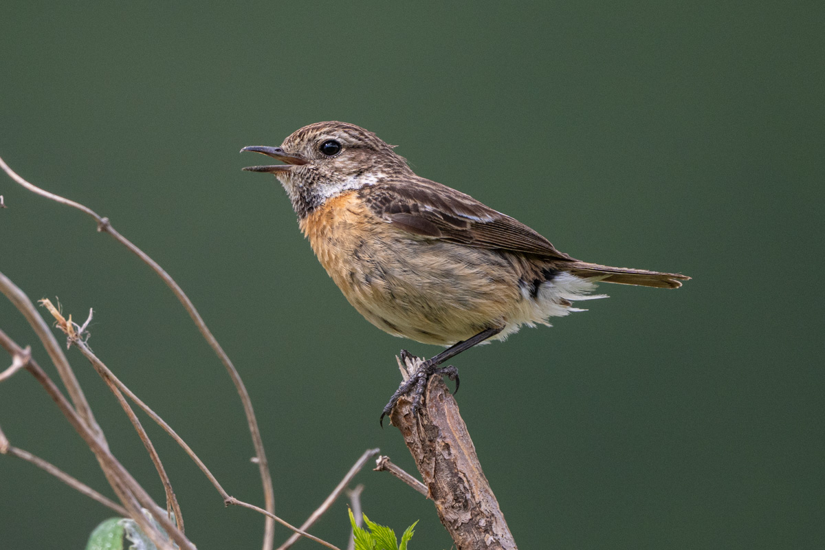 European Stonechat