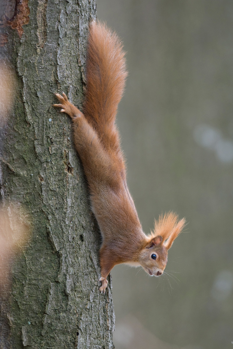 Red Squirrel