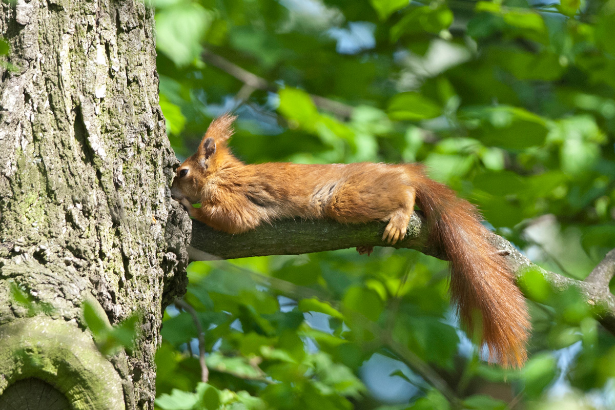 Red Squirrel