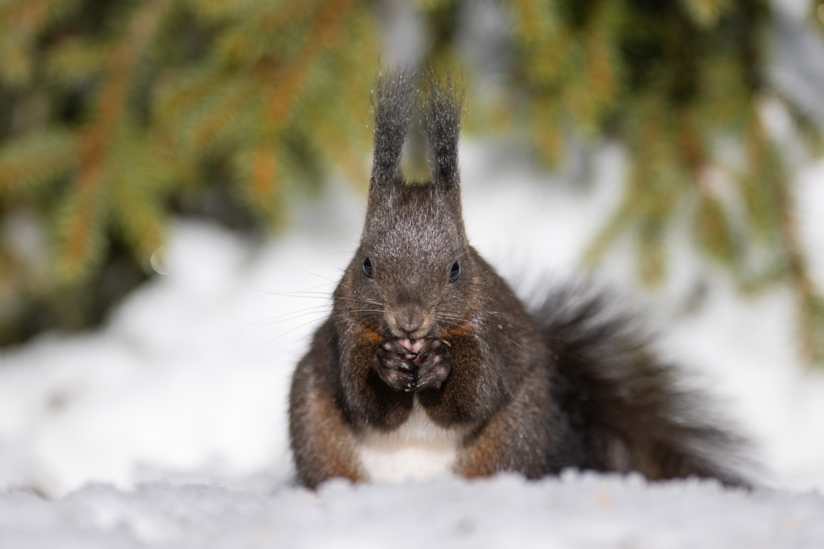 Red Squirrel