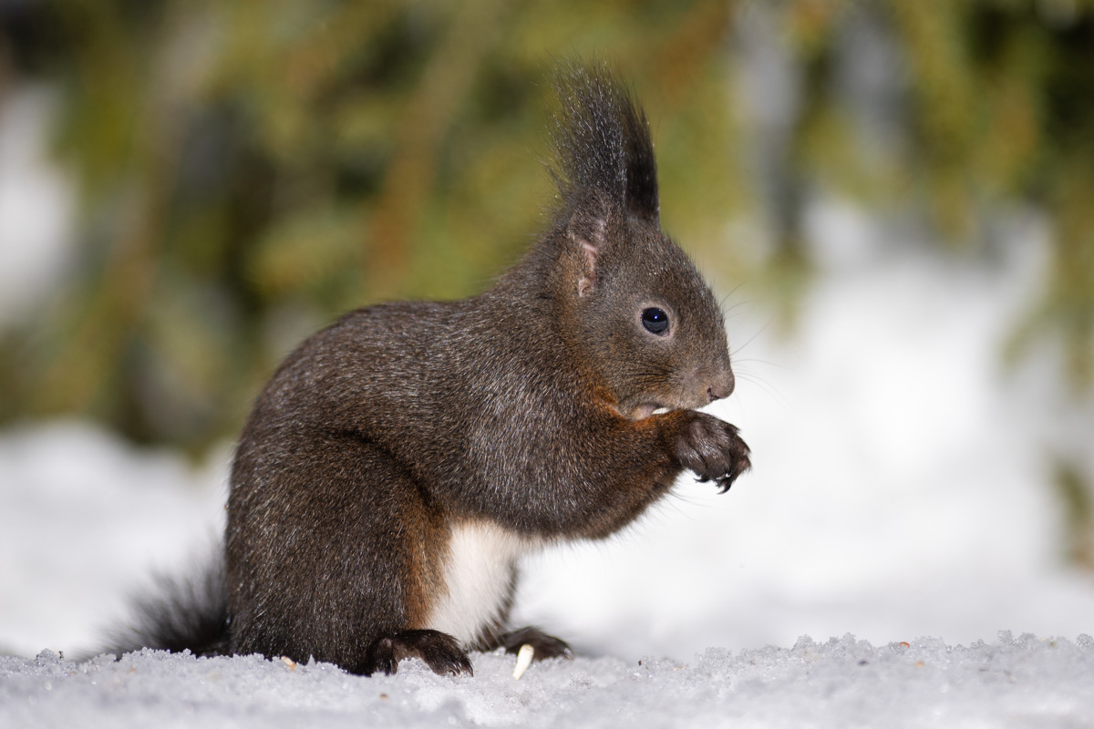 Red Squirrel