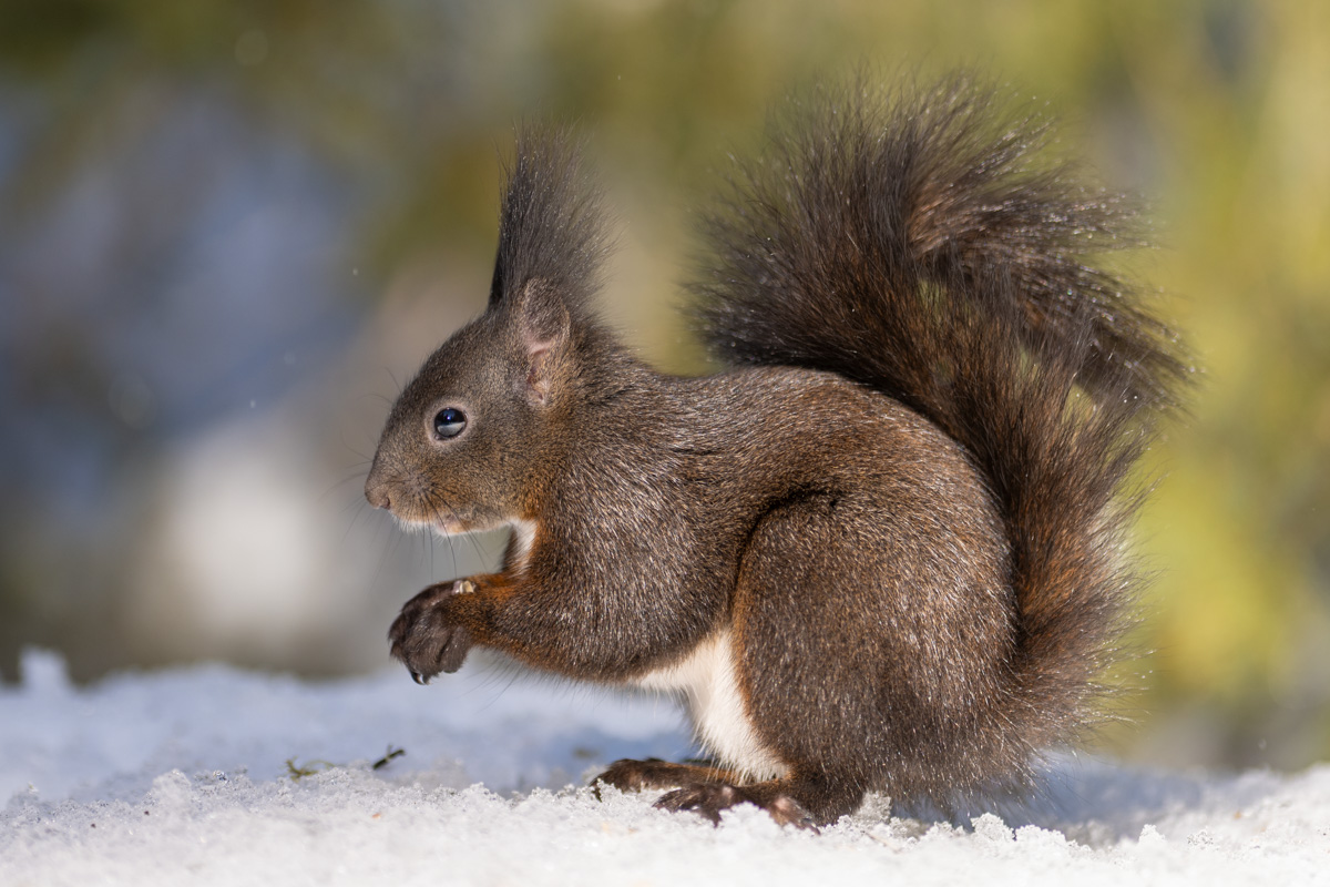 Red Squirrel