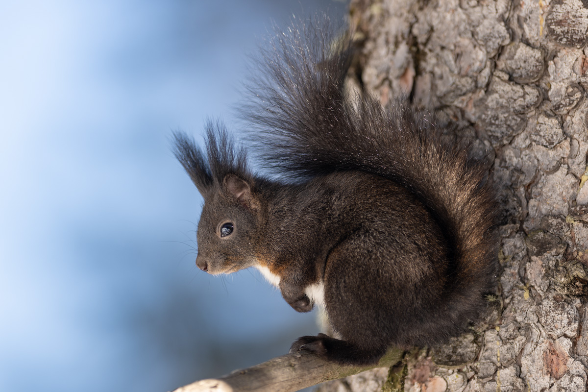 Red Squirrel