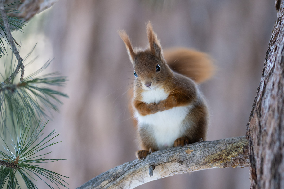 Red Squirrel