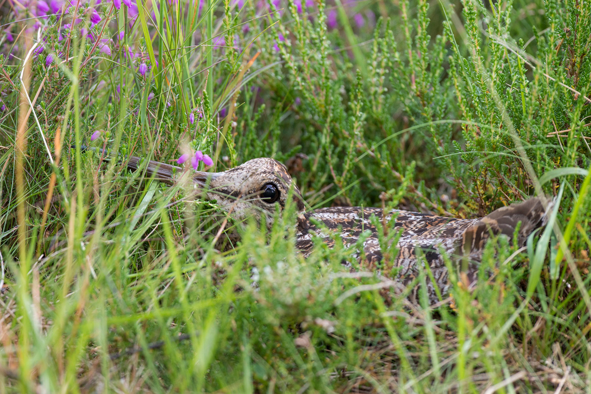 Eurasian Woodcock Eurasian Woodcock