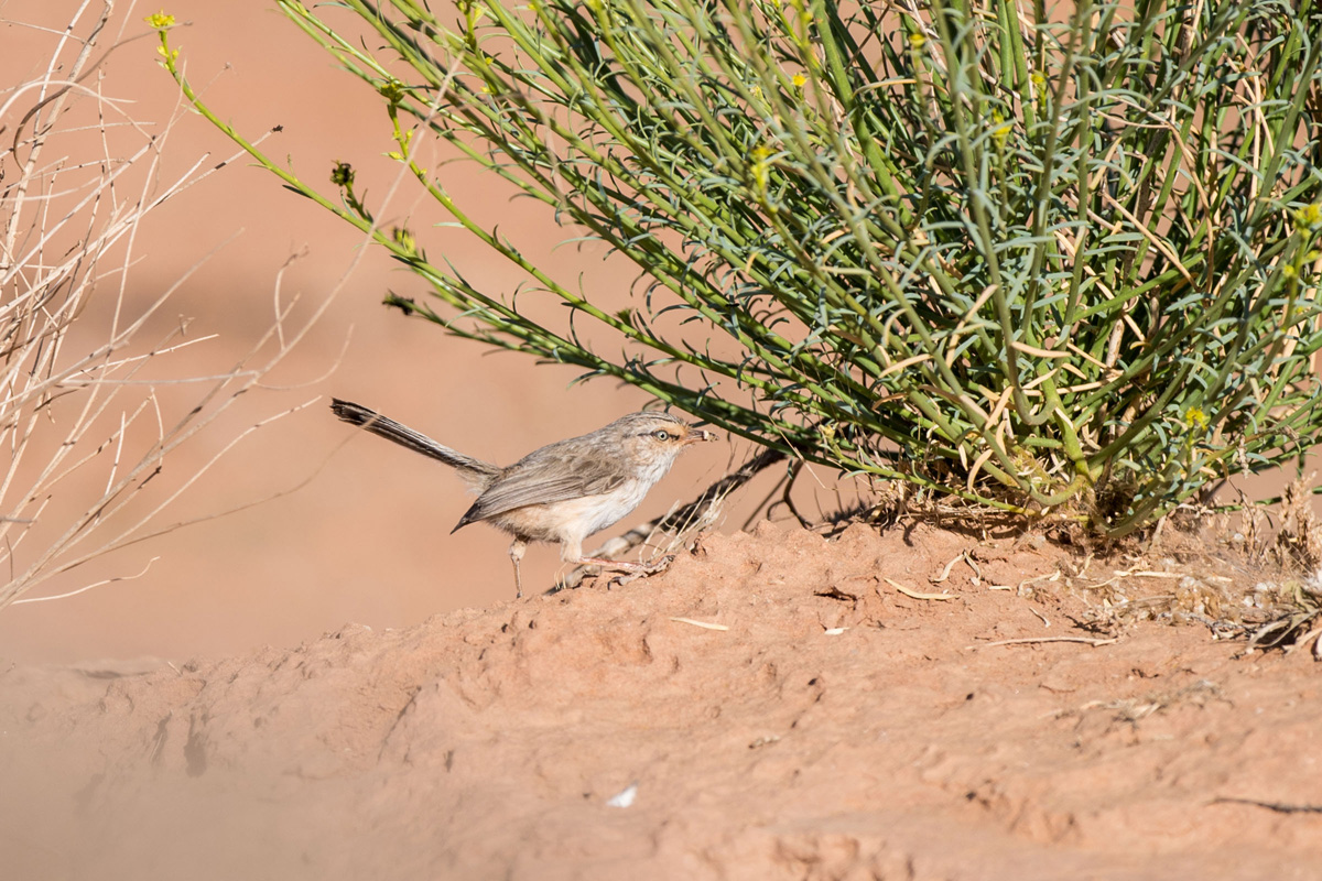 Streaked Scrub Warbler