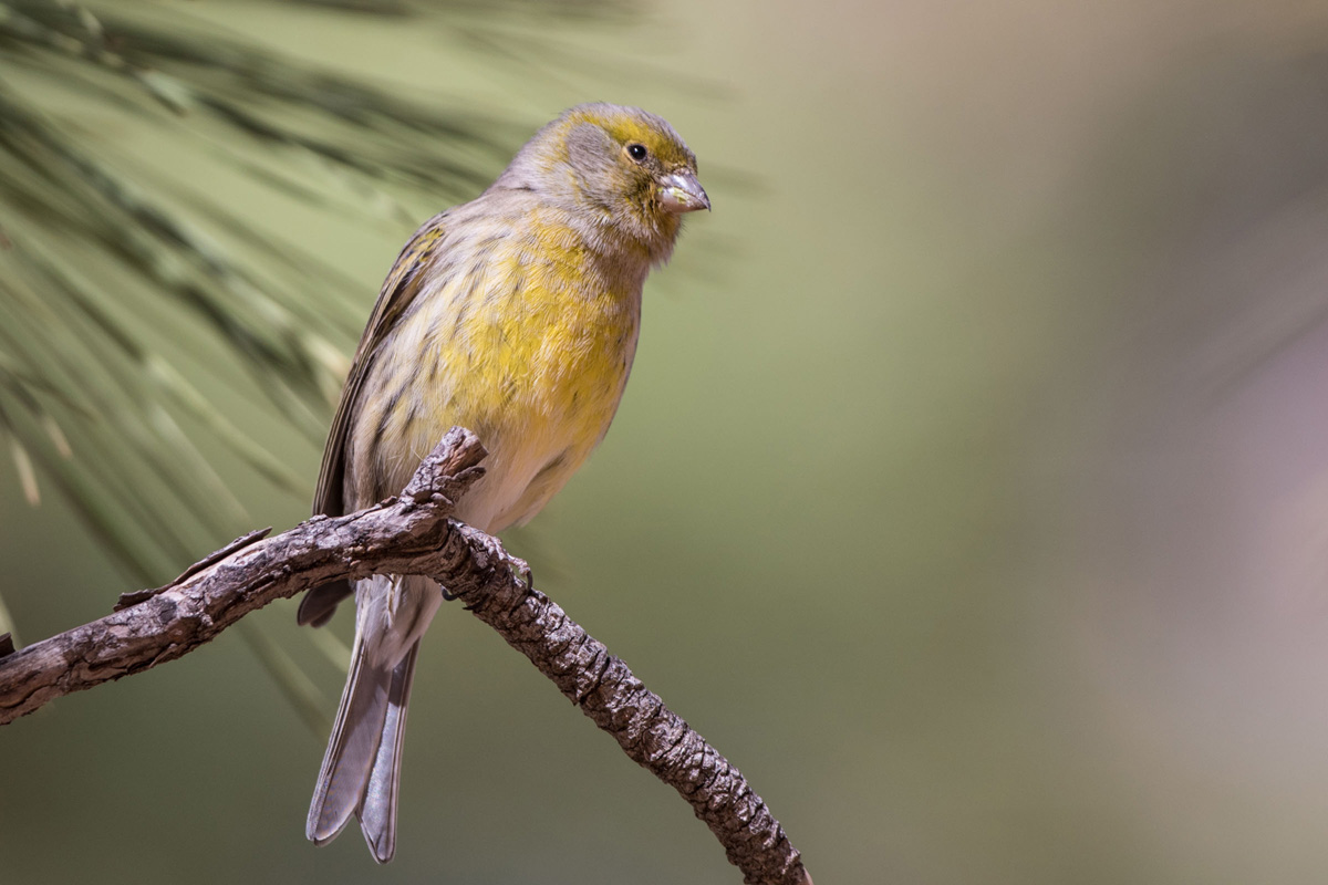 Atlantic Canary