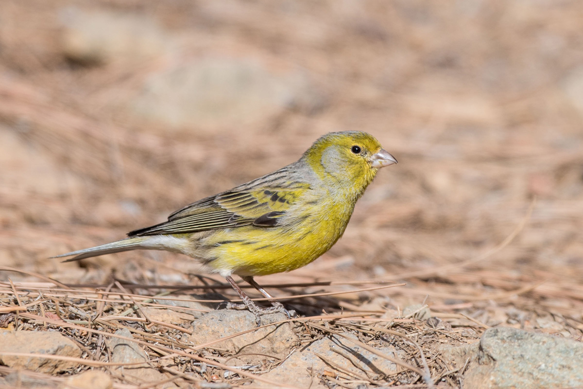 Atlantic Canary