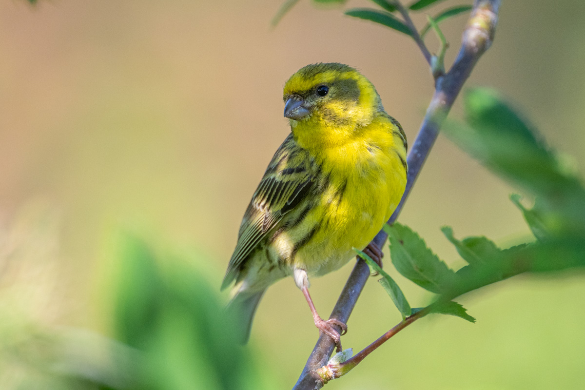 European Serin