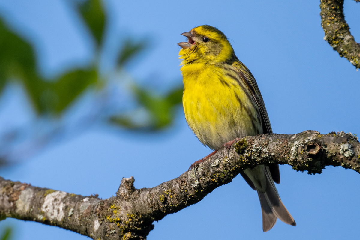 European Serin