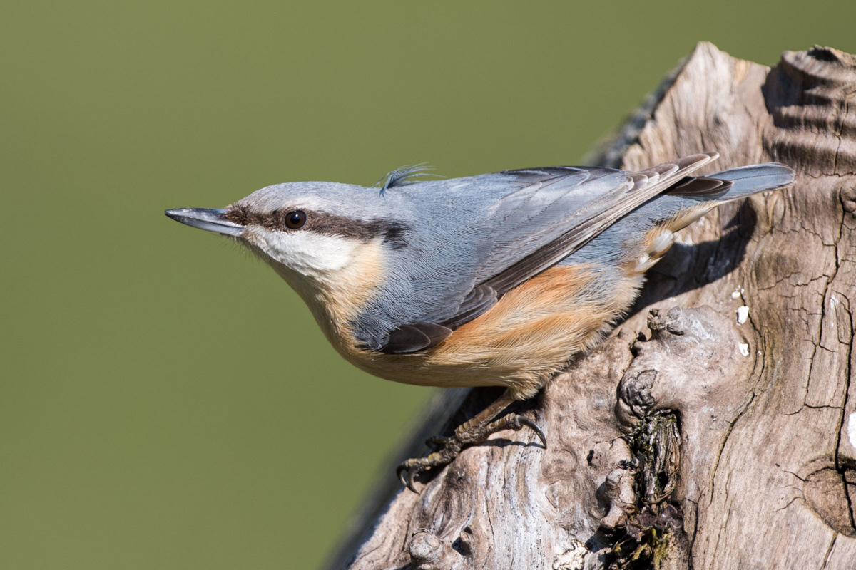 Eurasian Nuthatch