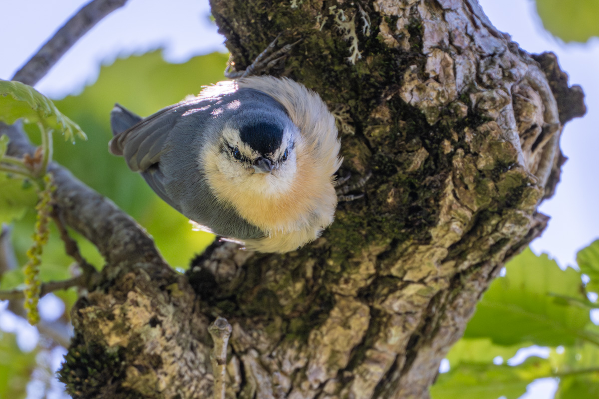Algerian Nuthatch