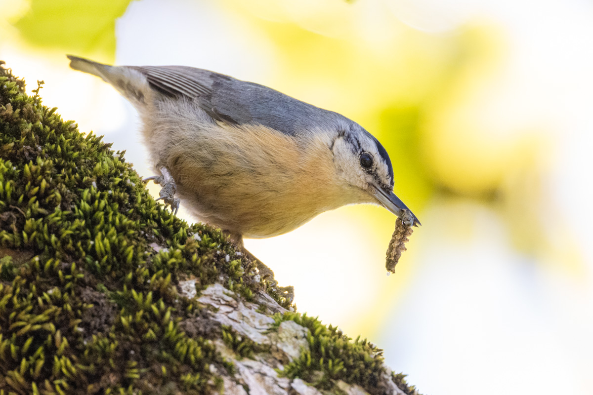 Algerian Nuthatch