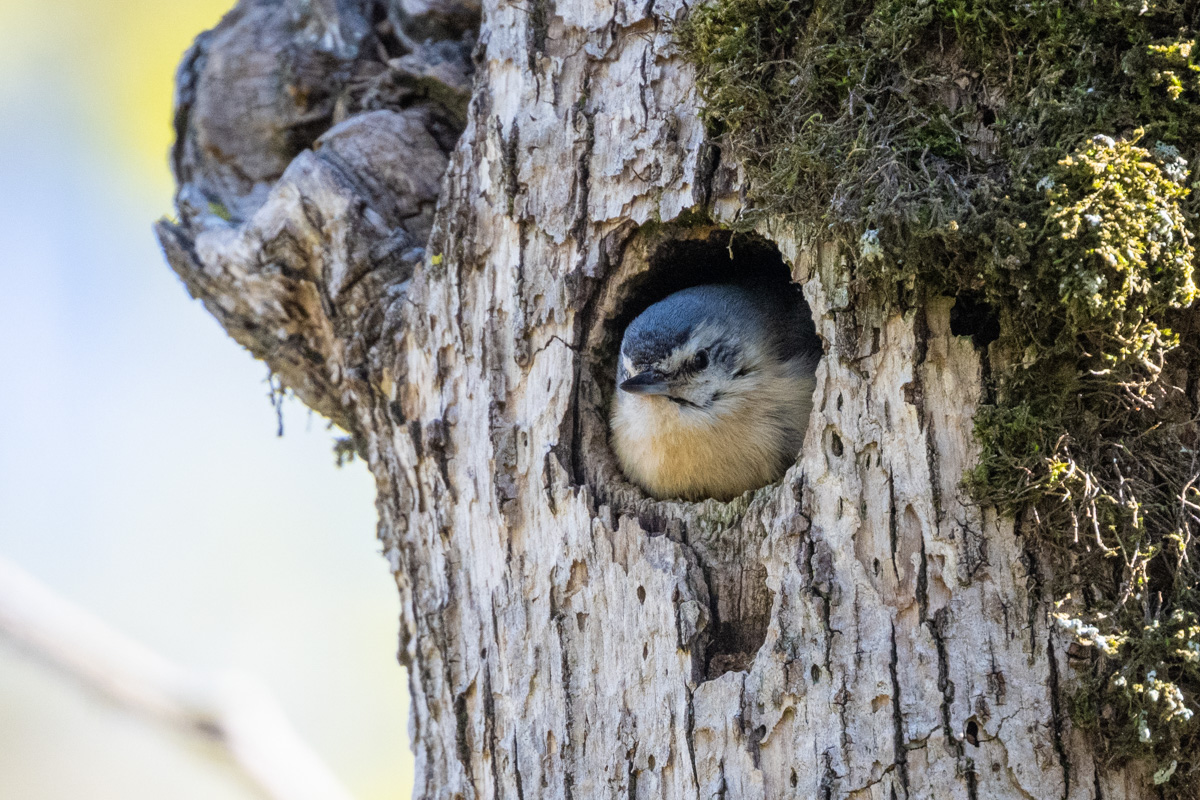 Algerian Nuthatch