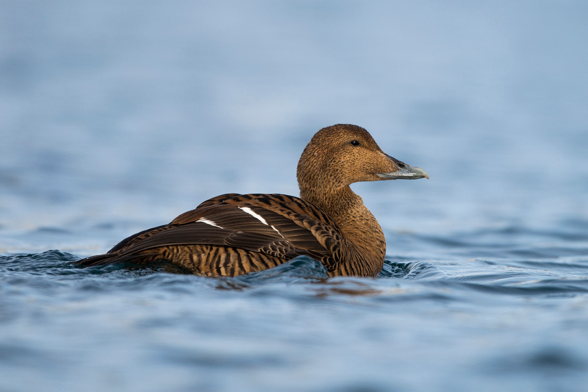 Common Eider