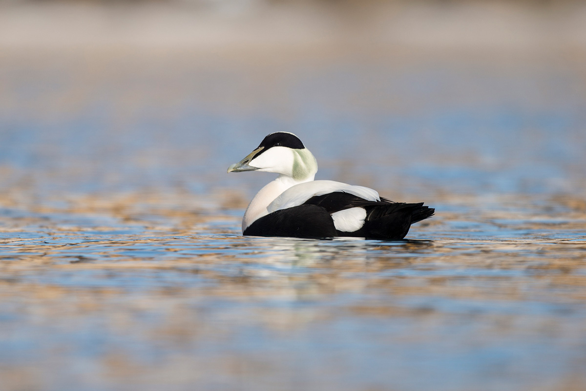 Common Eider