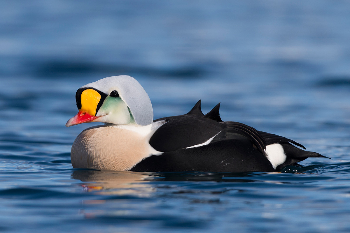 King Eider