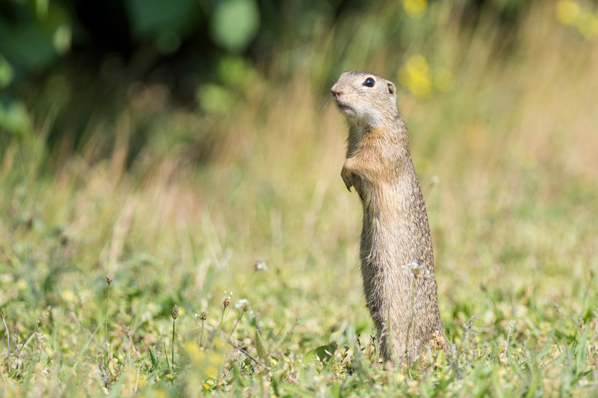 European Ground Squirrel